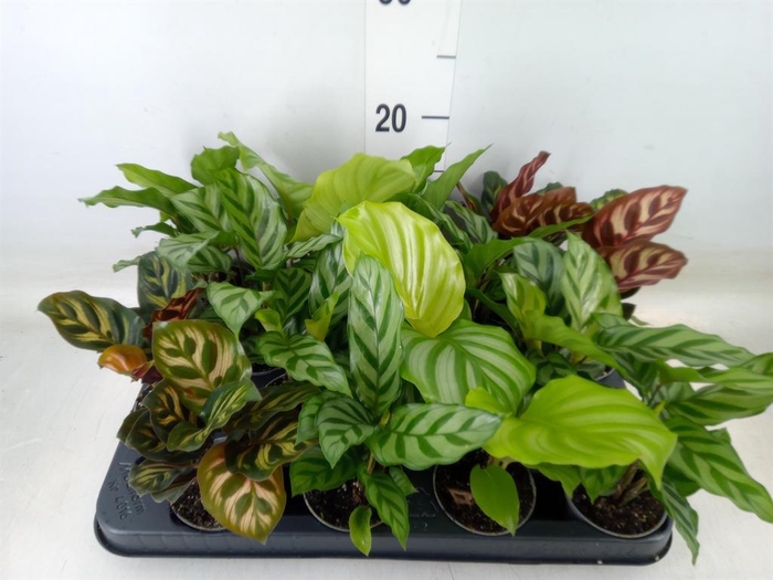 <h4>Calathea ...mix</h4>
