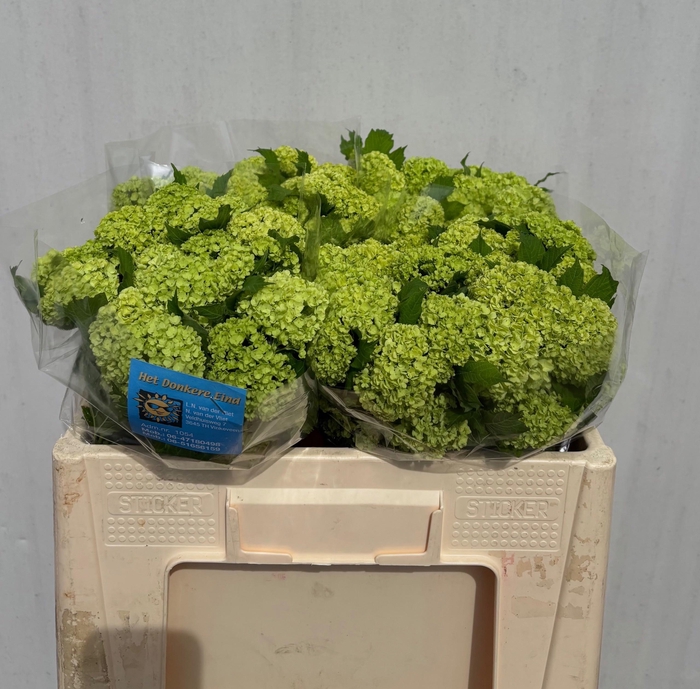 <h4>VIBURNUM ROSEUM ST</h4>