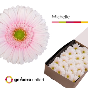 Gerbera Michelle Doos