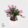 Schlumbergera - 10,5 cm - Pink (Russian) met hoes - Decorum