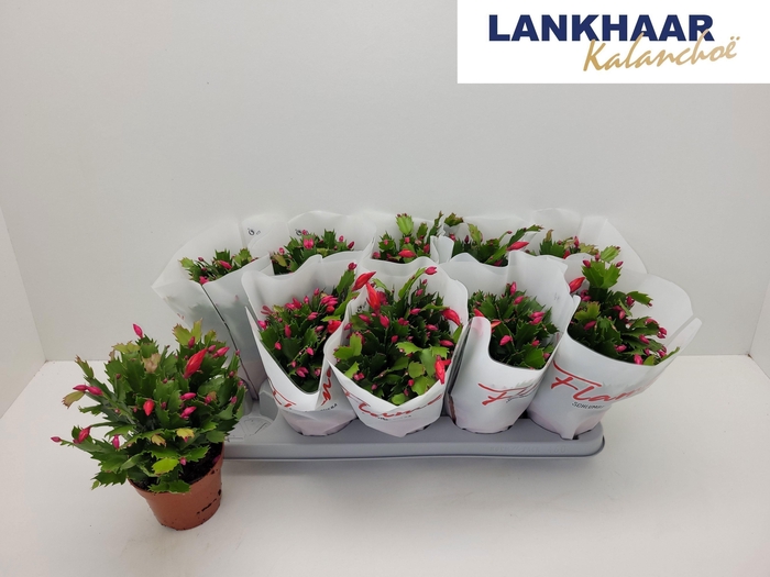 <h4>SCHLUMB FLAME RED</h4>