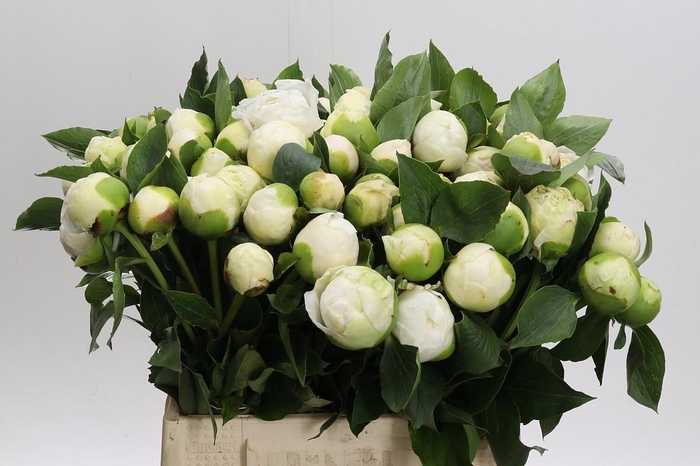 <h4>Paeonia Bridal Gown</h4>