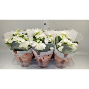 Begonia elat. HL 'Clara'