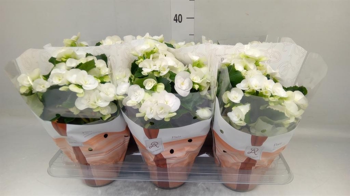 <h4>Begonia elat. HL 'Clara'</h4>