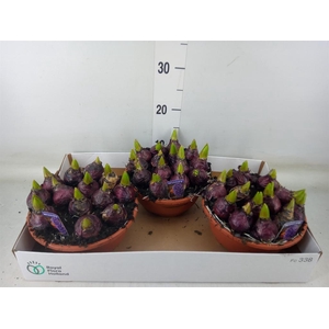 Hyacinthus orie. 'Pearl Blue'