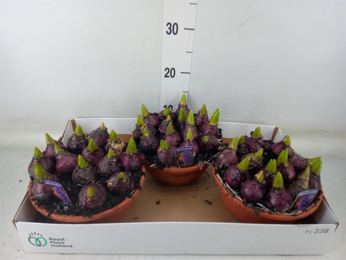 <h4>Hyacinthus orie. 'Pearl Blue'</h4>