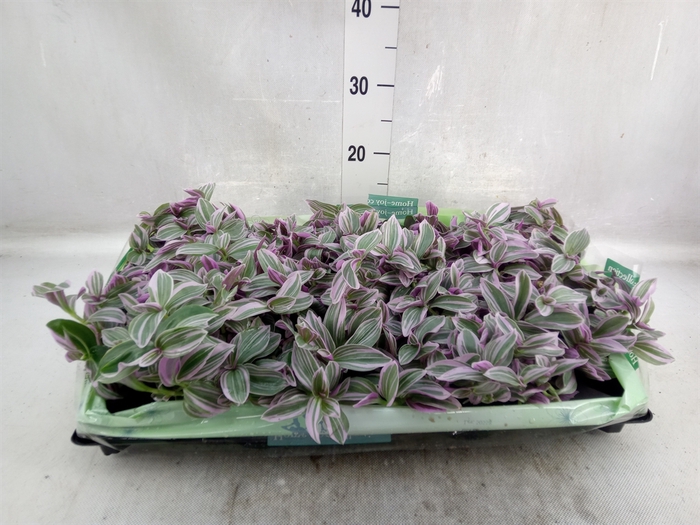 Tradescantia   ...