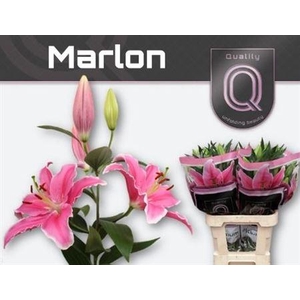 Li Or Marlon