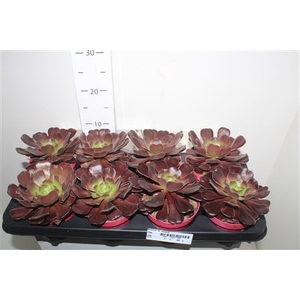 Aeonium Ab Velours
