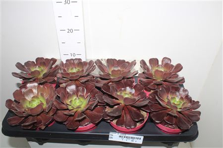 <h4>Aeonium Ab Velours</h4>