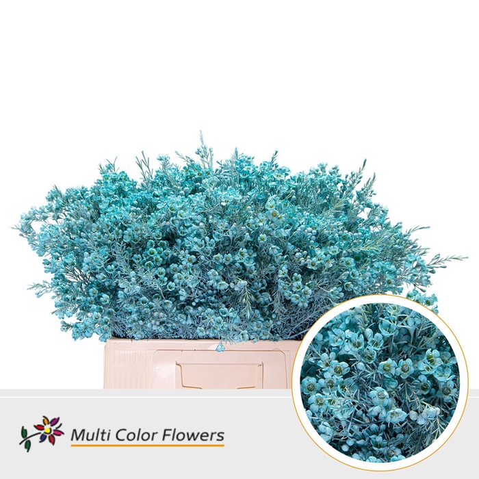 <h4>Wax Blauw licht</h4>