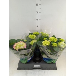 Hydrangea mac. 'Rosita'