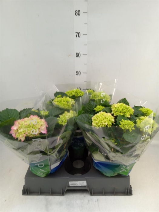 <h4>Hydrangea mac. 'Rosita'</h4>