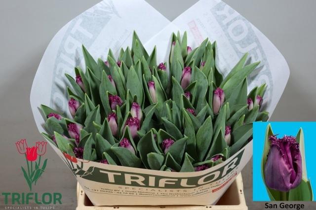 <h4>TU FR SAN GEORGE</h4>