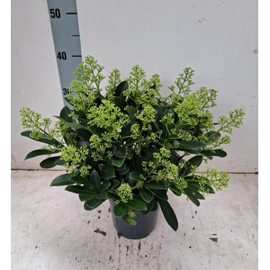 Finchy 17 cm 20+ bloem