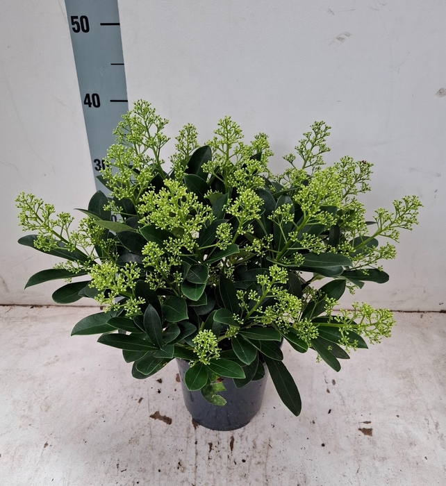<h4>Finchy 17 cm 20+ bloem</h4>