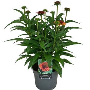 Echinacea purpurea Meditation Orange®