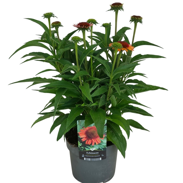 <h4>Echinacea purpurea Meditation Orange®</h4>