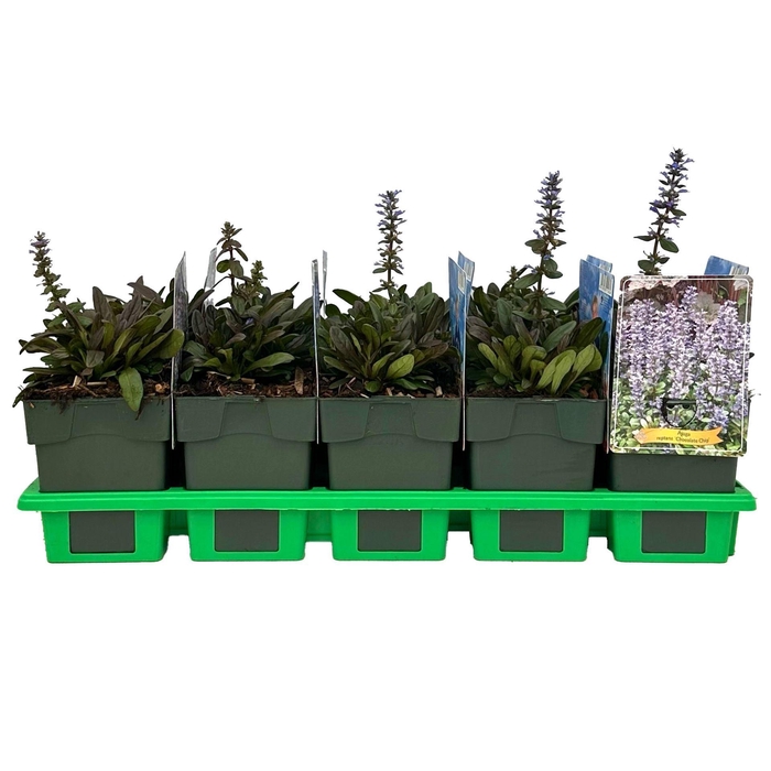 Ajuga