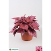 BEG BEL INCA FLAME