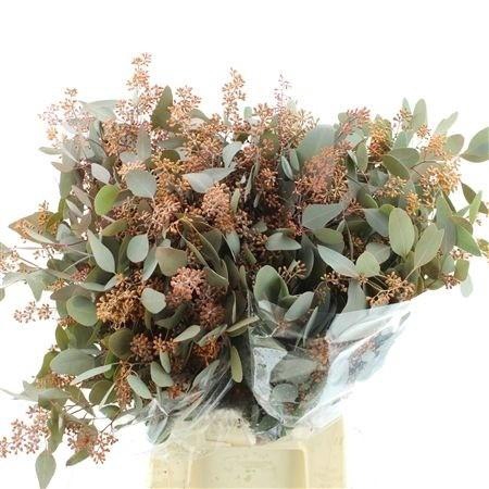 <h4>DECORGROEN KLB BS H%</h4>