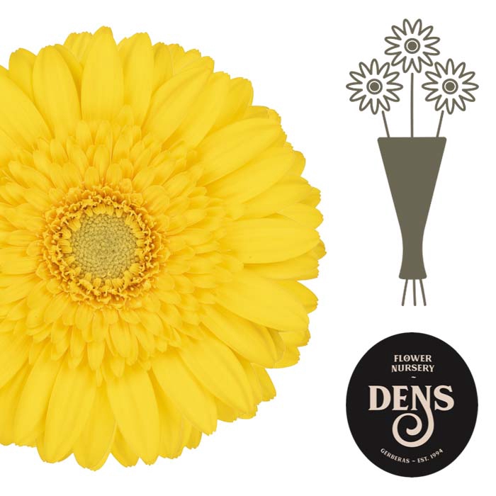 <h4>Germini Ilios Water</h4>