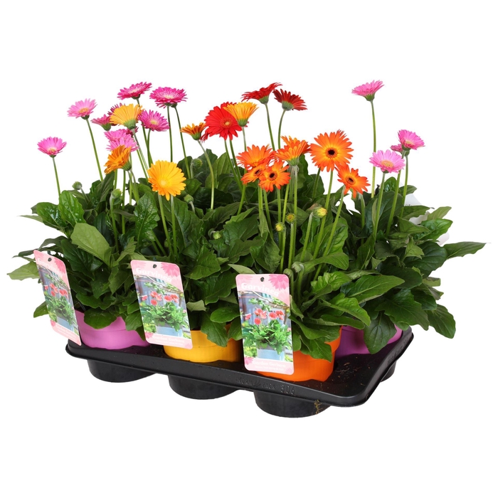 <h4>Gerbera Garvinea</h4>