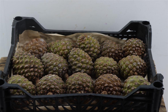 <h4>Pinecone Frosted 10 Kg Bag Oostrijker</h4>