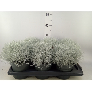 Leucophyta brownii
