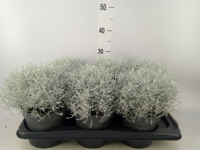 <h4>Leucophyta brownii</h4>