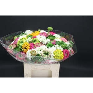 Cl Pon Pon Mix Extra