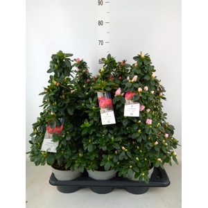 Rhododendron sim.   ...mix