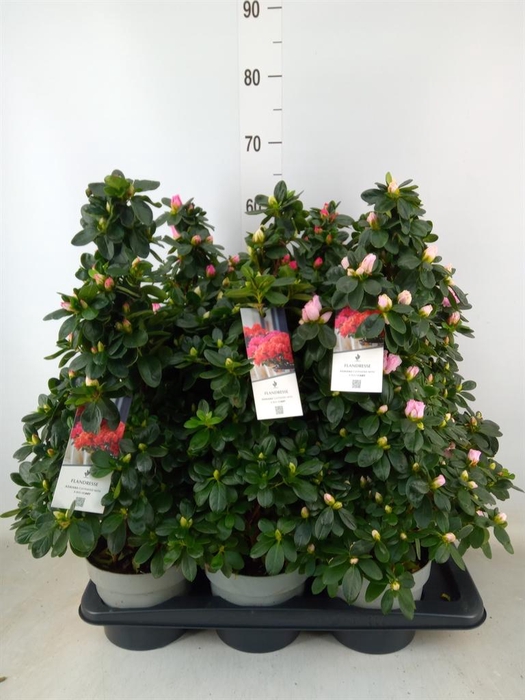 <h4>Rhododendron sim.   ...mix</h4>