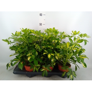 Schefflera arbor. 'Gerda'