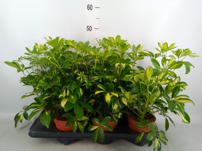 <h4>Schefflera arbor. 'Gerda'</h4>