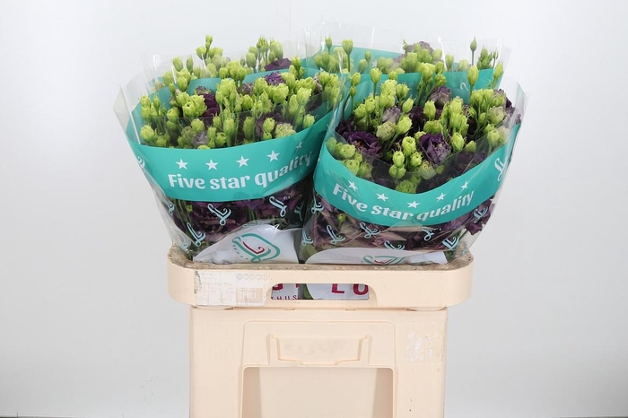 <h4>Eus G Rosan B Pearl</h4>