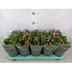 Kalanchoe blos.   ..rosebud mix  5