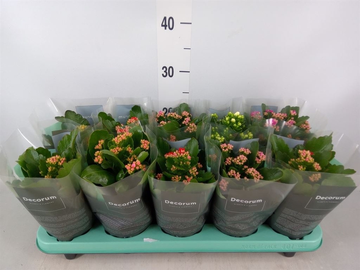 <h4>Kalanchoe blos.   ..rosebud mix  5</h4>