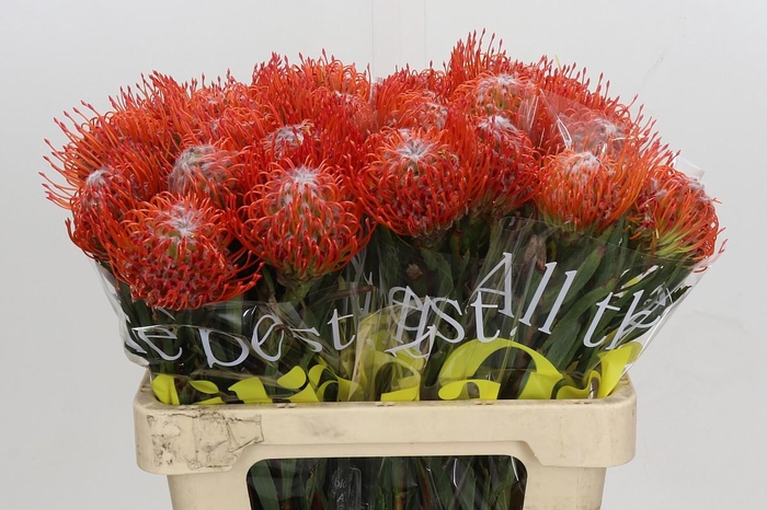 <h4>Nutans Tango</h4>