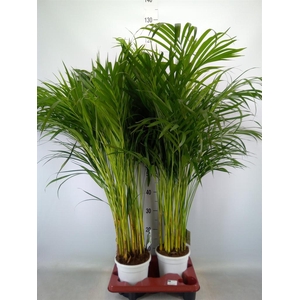 Dypsis lutescens   ...Chrysalidoca