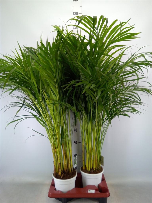 <h4>Dypsis lutescens   ...Chrysalidoca</h4>