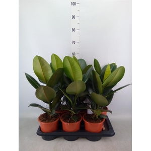 Ficus elastica 'Robusta'