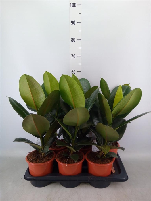 <h4>Ficus elastica 'Robusta'</h4>