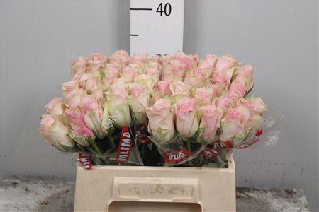 <h4>R Gr Pink Athena</h4>