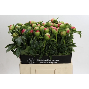 Paeonia Coral Sunset