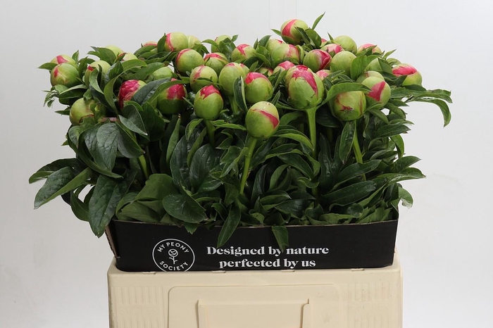 <h4>Paeonia Coral Sunset</h4>