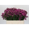 Limonium sinuatum Rosa Sun Birds