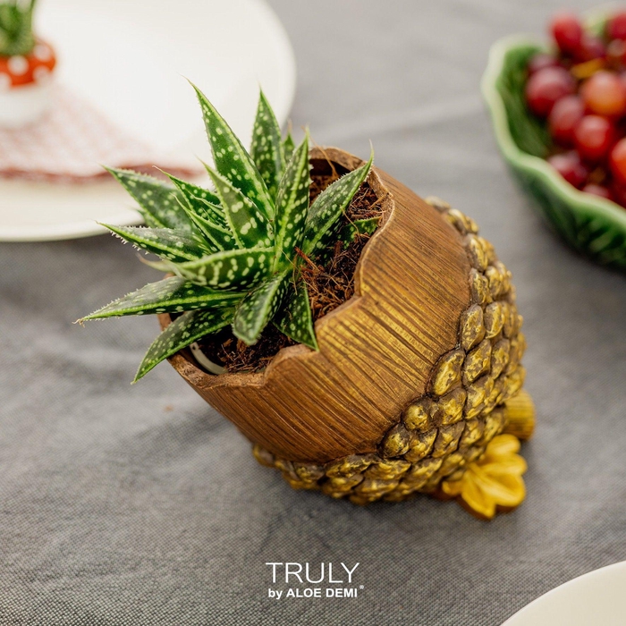 <h4>TRULY succulent, Pine cone (Ice Age)</h4>