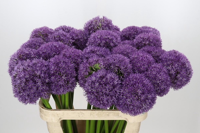 <h4>Allium Pinball Wizard</h4>