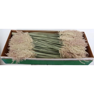 DF Miscanthus Dry Feather